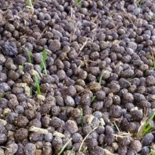 Fertilizer-rabbit-manure-for-sale-utica-ny