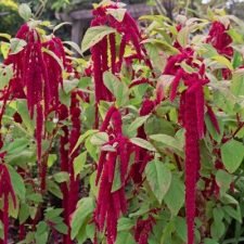 Amaranth 'Love Lies Bleeding'