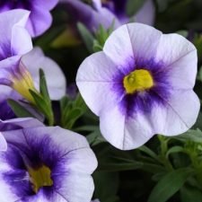 Calibrachoa 'Eyeconic Purple'