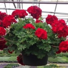 calliope-dark-red-geranium-hanging-basket