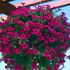 purple-petunia-hanging-basket-for-sale