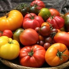 heirloom-tomato-plant-sampler-for-sale