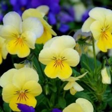 sorbet-lemon-chiffon-viola-plants-for-sale-utica-ny