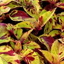 mighty-mosaic-coleus-plants-for-sale-utica-ny
