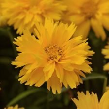 double-the-sun-coreopsis-plants-for-sale-utica-ny