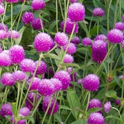 ping-pong-lavender-globe-amaranth-plants-for-sale