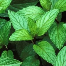 mint-peppermint-plants-for-sale-utica-ny
