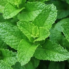 Mint 'Spearmint'