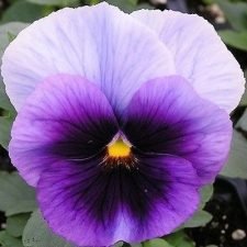 delta-beaconsfield-pansy-plants-for-sale