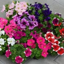 dreams-mix-petunia-plants-for-sale-utica-ny