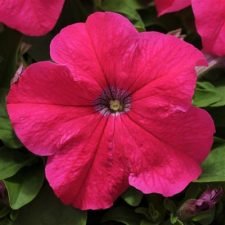 ez-rider-rose-petunia-plants-for-sale