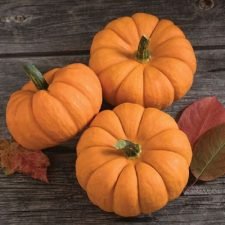 jill-be-little-pumpkin-plants-for-sale