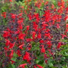 hummingbird-forest-fire-salvia-plants-for-sale-utica-ny
