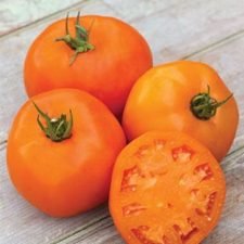 valencia-tomato-plants-for-sale-utica-ny
