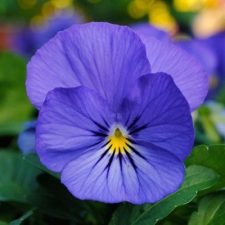 sorbet-blue-heaven-viola-plants-for-sale-utica-ny