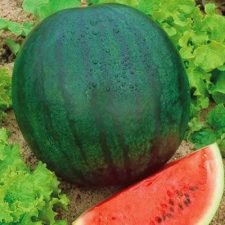 sugar-baby-watermelon-plants-for-sale-utica-ny