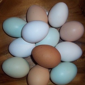 fertile-hatching-eggs-1-dozen-rainbow-assortment