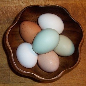 fertile-hatching-eggs-half-dozen-rainbow-assortment