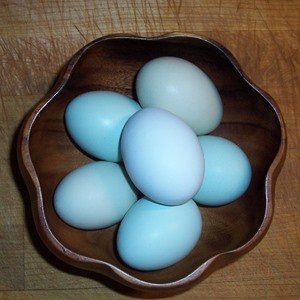 fertile-hatching-eggs-half-dozen-easter-egger