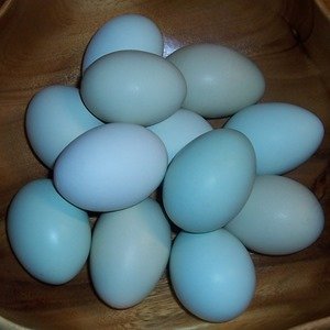 fertile-hatching-eggs-1-dozen-easter-egger