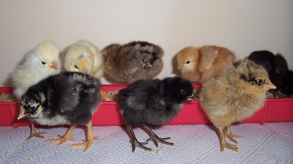 Day-old chicks