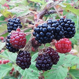 U-pick blackberries