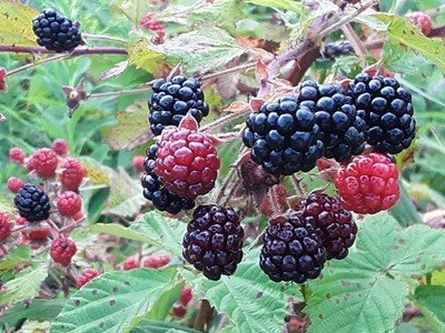 U-pick Blackberries