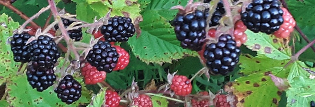 Blackberries for picking