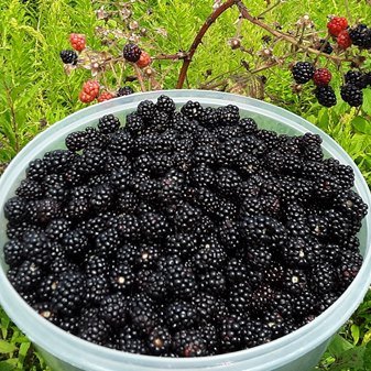 U-pick blackberry bowl