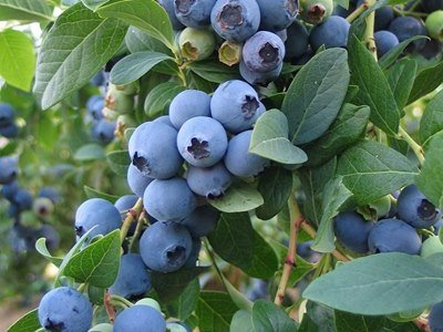 U-pick Blueberries