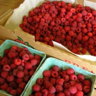 Fresh u-pick raspberries