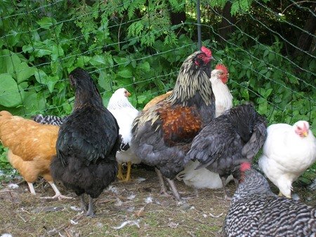 chicken-flock-frankfort-ny