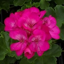 rocky-mountain-deep-rose-geranium-plants-for-sale