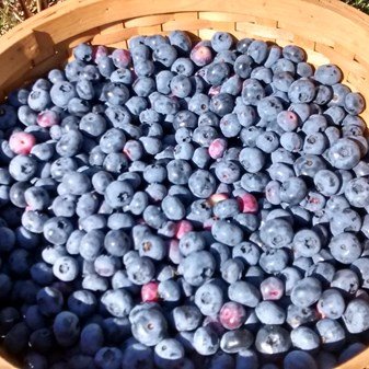 U-pick Blueberry bowl