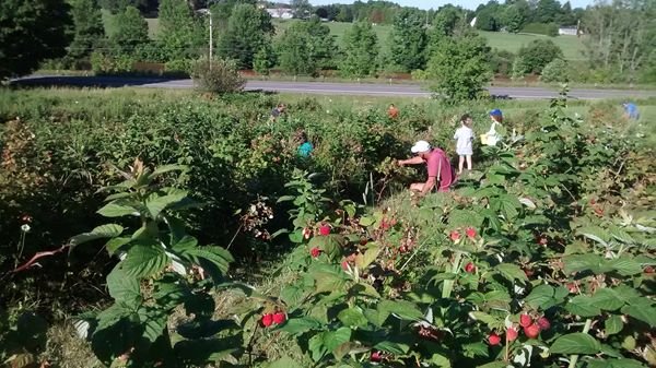 Raspberry-picking in field