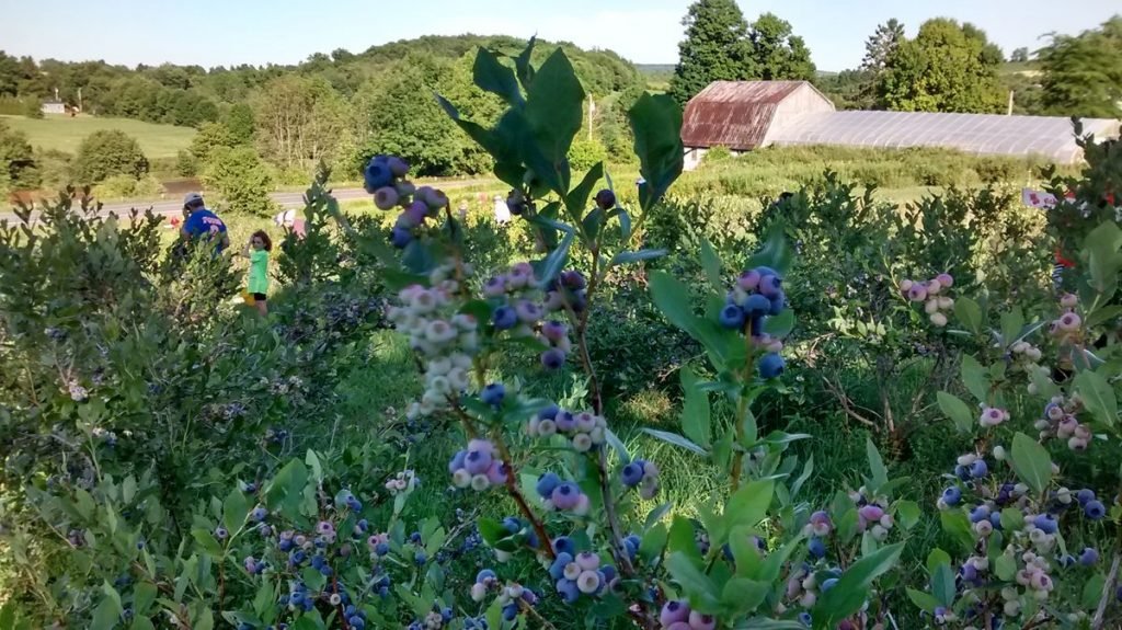Pick-your-own Organic Blueberries