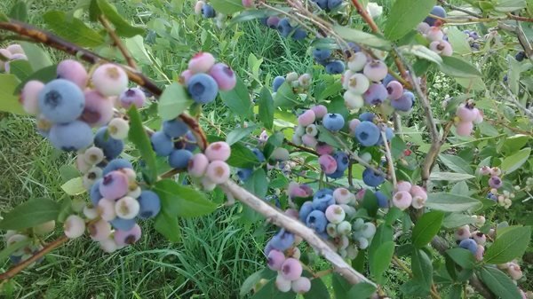 pick-your-own organic blueberry bushes