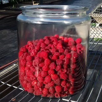 Fresh-picked-raspberry-jar