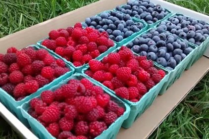 Fresh picked Raspberries & Blueberries