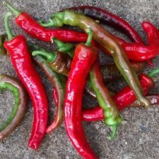 jimmy-nardello-pepper-plants-for-sale