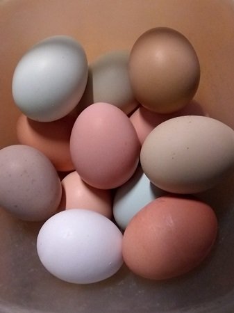 langshan egg color