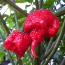 World's hottest Carolina-Reaper-hot-pepper-plants-for-sale