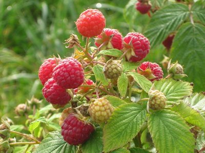 U-pick Raspberries