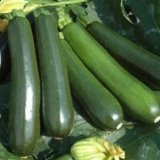 zucchini-plants-for-sale