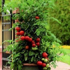 homeslice-tomato-plants-for-sale