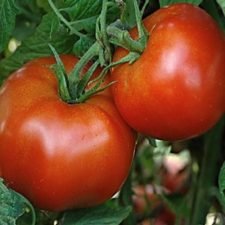 rutgers-vf-tomato-plants-for-sale