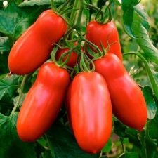 san-marzano-tomato-plants-for-sale-utica-ny