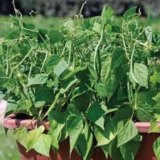 mascotte-green-bean-plants-for-sale-utica-ny