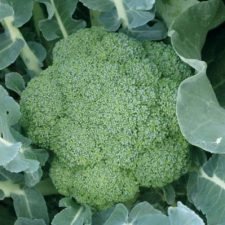 green-magic-broccoli-plants-for-sale-utica ny