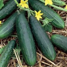 dasher-ii-cucumber-plants-for-sale-utica-ny